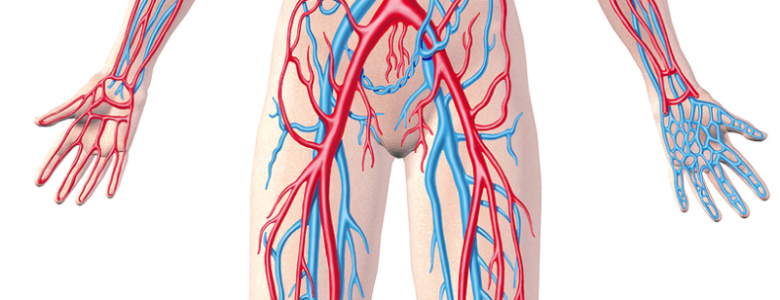 bigstock_human_circulatory_system_full_30332087