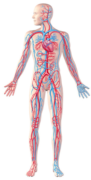 bigstock_human_circulatory_system_full_30332087