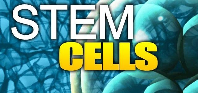 stem-cell